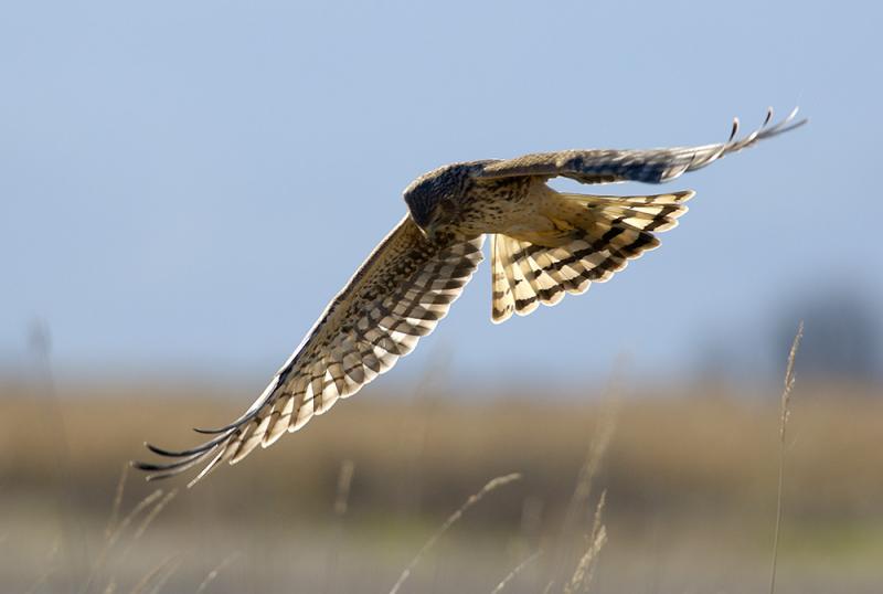 northern harrier