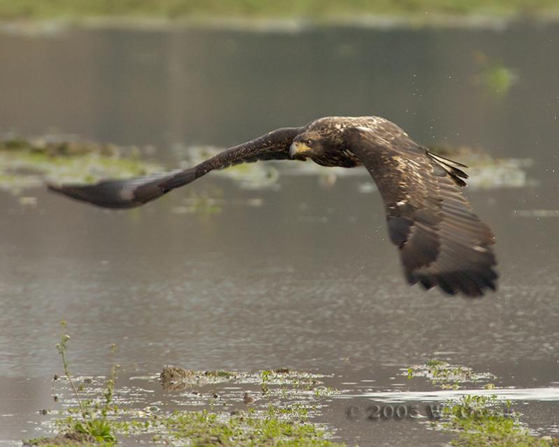juvey takeoff.jpg