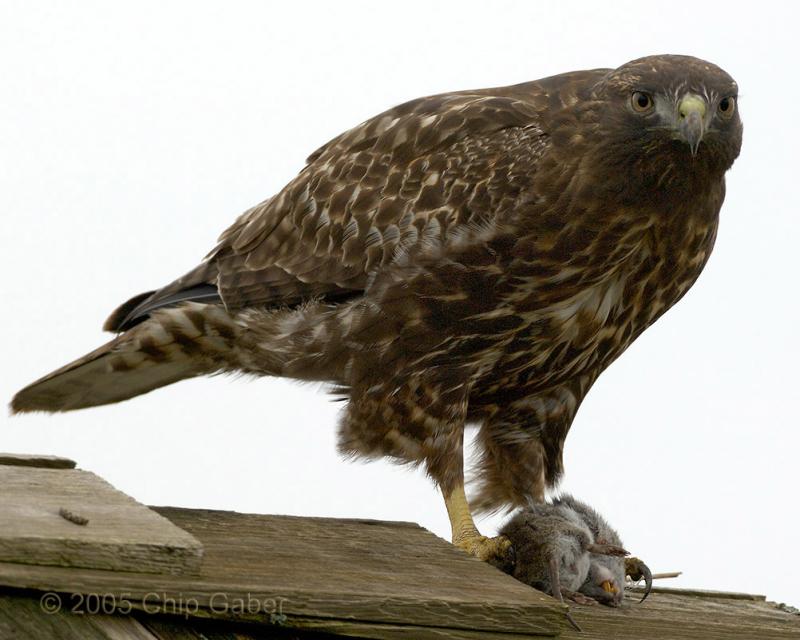 red tailed with vole