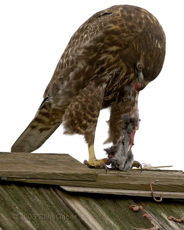 red tailed with vole4