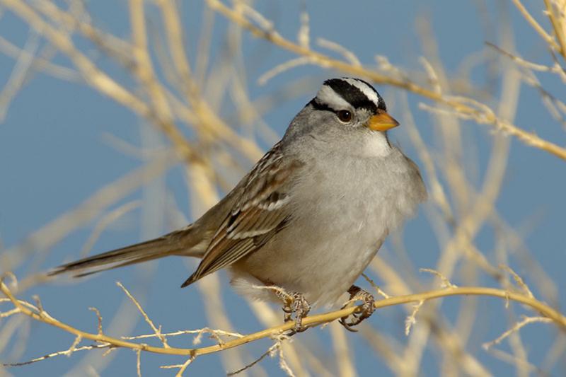 white crowned sparrow2