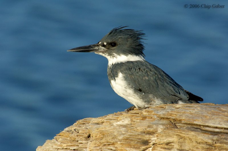 kingfisher pose