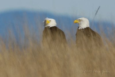 Eagles in long grass