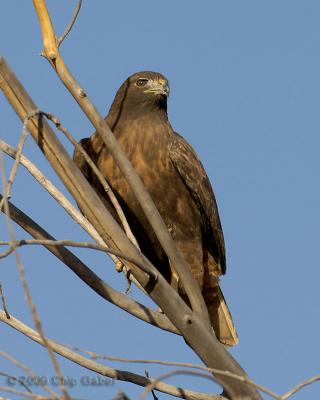 adult dark morph Red-tailed Hawk