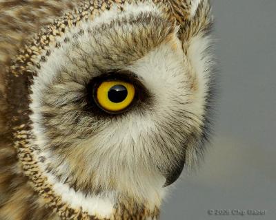 short_eared_owls