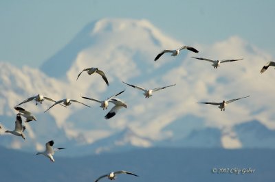 Geese w Mt Baker