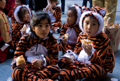 Hungry tigers