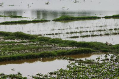 Lotus ponds