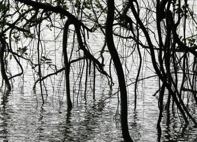 Reflections in the lake