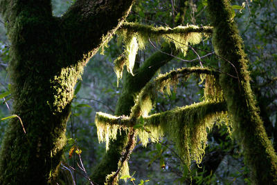 g3/75/283775/3/56628940.moss.jpg