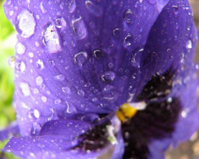 Pansy tears