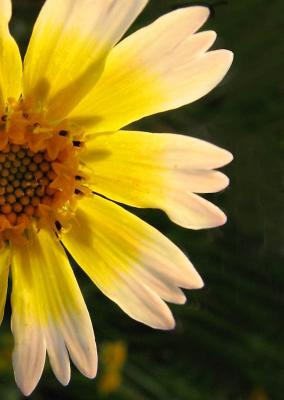 These are the YELLOW flowers