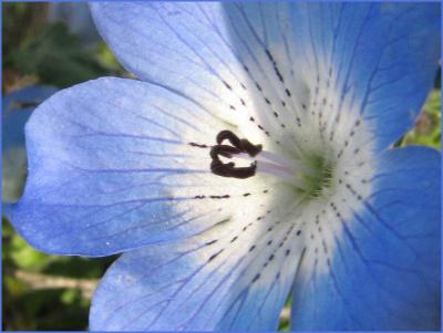 The BLUE flowers