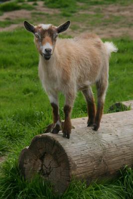 Watch me balance on this log