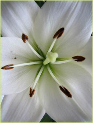 g3/75/283775/3/58428733.lily.jpg
