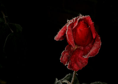 Rd rose