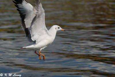 Gull (DSC_6130)