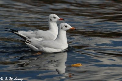 Gull (DSC_6129)