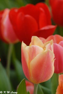 Tulip DSC_2887