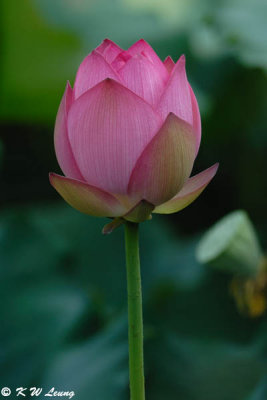 Lotus DSC_0028