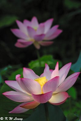 Lotus DSC_0048