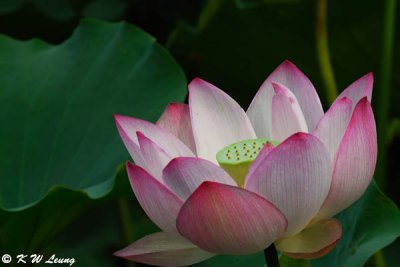 Lotus DSC_0135