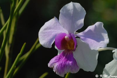 Mandai Orchid Garden
