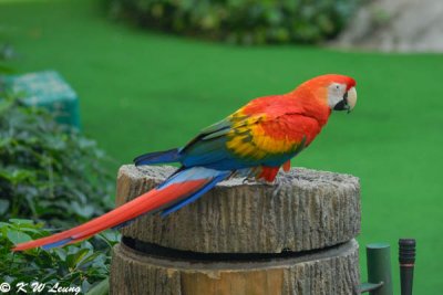 Scarlet Macaw DSC_0377