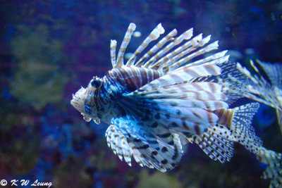 Lionfish DSC_8069