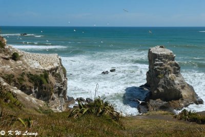 Muriwai