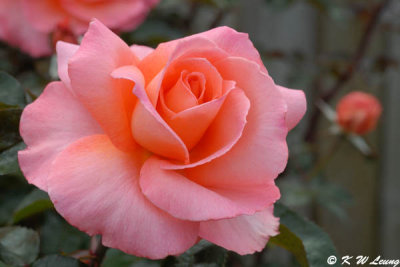 Rose (DSC_4521)
