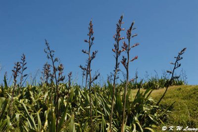 Muriwai