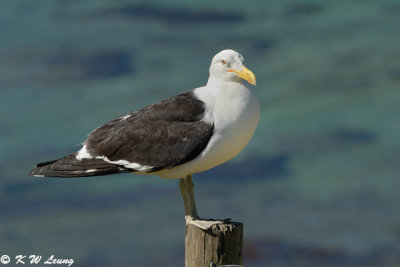 Gull (DSC_6314)