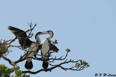 Birds (DSC_6278)