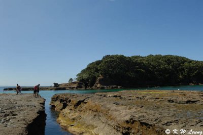 Goat Island Marine Reserve