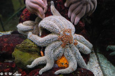 Sea Star