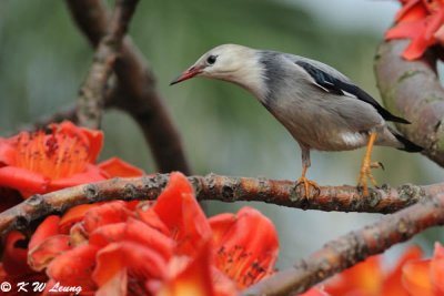 Red-billed Starling DSC_0315