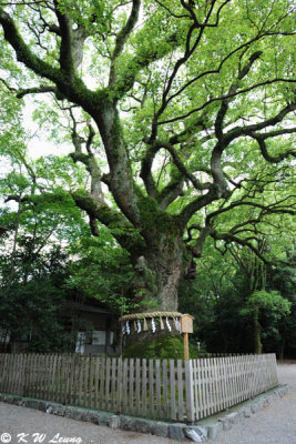 Tje giant camphor tree at Atsuta Jingu