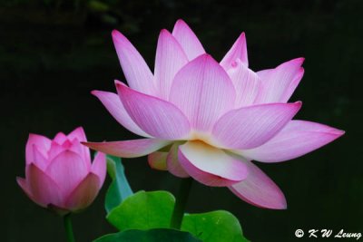 Lotus DSC_0328