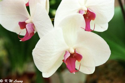 Orchid 01
