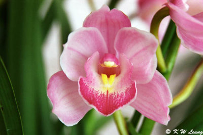 Orchid 02