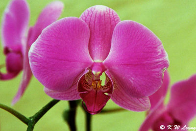 Orchid 03