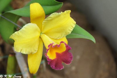 Orchid 05