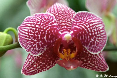 Orchid 06