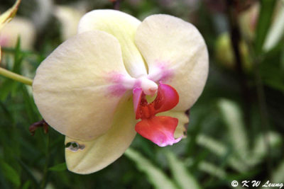 Orchid 08