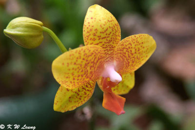 Orchid 09