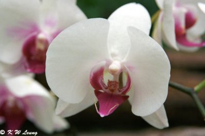 Orchid 12