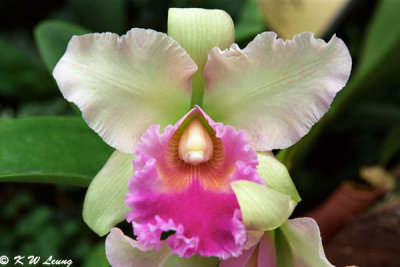 Orchid 13