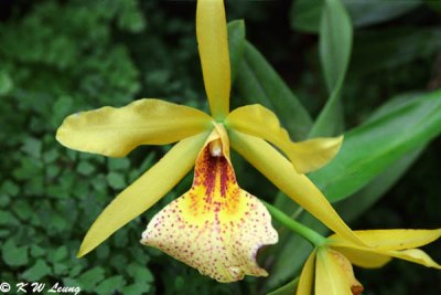 Orchid 17