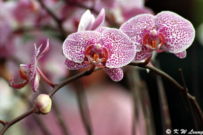 Orchid 19